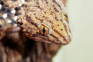 portrait of the thick-toed gecko sitting on a branch