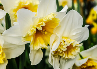 White daffodils are fragrant first spring flowers. Narcissus-decoration of spring parks and squares. Used in landscape design.  Close up.