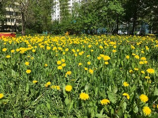 Obraz premium field of dandelions