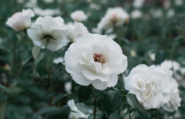 White Rose flower on background blurry white roses flower in the garden of roses. Nature.    