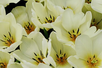 Aromatic white tulips bloomed in the spring in the garden. These bulbs are widely used in landscape design.