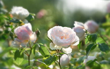 Obraz na płótnie Canvas White Rose flower on background blurry white roses flower in the garden of roses. Nature. 
