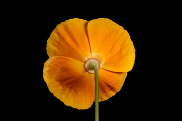 Californian Poppy (Eschscholzia californica). Flower Closeup