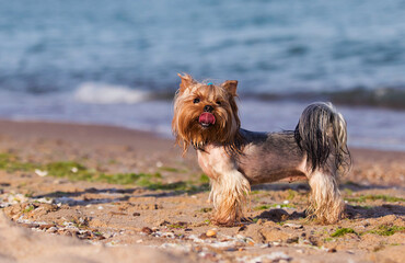 wet dog on the sea beach