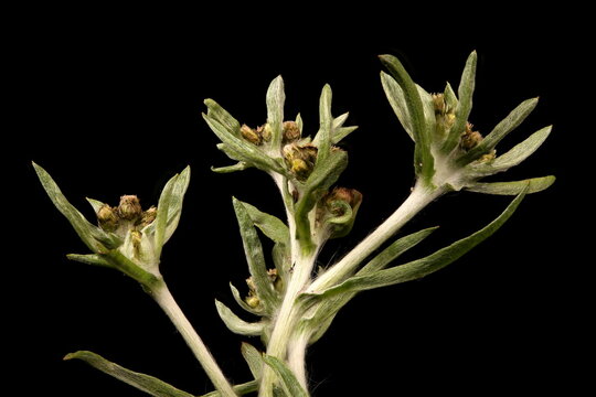 Marsh Cudweed (Gnaphalium uliginosum). Inflorescence Closeup