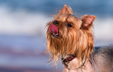 yorkshire terrier dog tongue in front of the sea