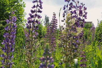 Obraz premium purple nature