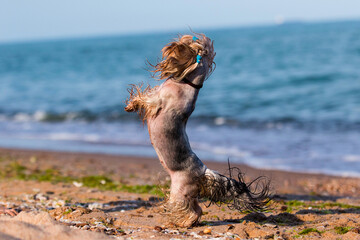 wet dog jumping on the sea beach, yorkshire terrier