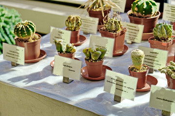 Many different cacti in flowerpots  in flowers store. Garden center with lot potted small cactus plants sale on flower market. Various succulent in pots retail.