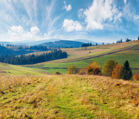 Fototapeta premium forest in red foliage on sunny autumn day. trees with branches with red foliage in forest. hillside in mountains with high peak in the distance on sunny autumn day with clear blue sky