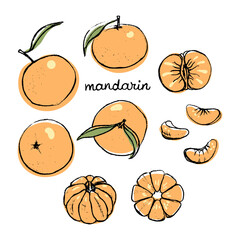Mandarin. Colorful pencil line sketch collection of fruits and berries isolated on white background. Doodle hand drawn fruit icons. Vector illustration
