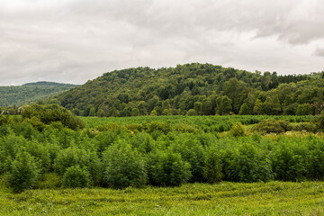 Obraz premium CBD Field