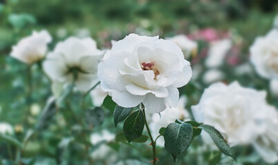 White Rose flower on background blurry white roses flower in the garden of roses. Nature.           