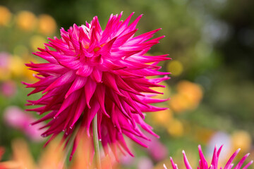 Closeup of beautiful pink dahlia blossom in summer
