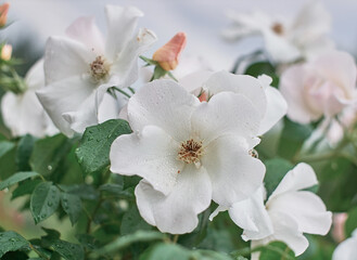 Fototapeta na wymiar White Rose flower on background blurry white roses flower in the garden of roses. Nature. 