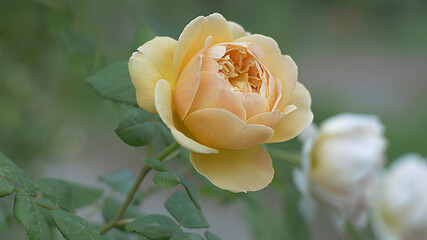 Yellow Rose flower on background blurry yellow roses flower in the garden of roses. Nature.           