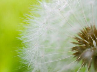 White dandelion hat with seeds close-up on a green grass background. Summer floral backdrop. Airy and fluffy horizontal wallpaper. Macro