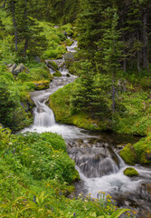 A beautiful alpine stream is surrounded by lush greenery at Mt. Rainier National Park in summer