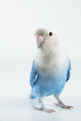 Blue and gray lovebird with white background