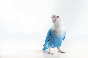 Blue and gray lovebird with white background