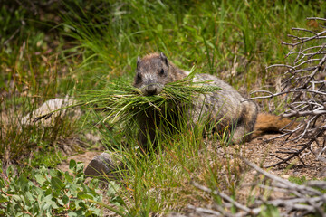 Naklejka na ściany i meble Closeup of a marmot busy at work at Mt Rainier National Park in Washington state 