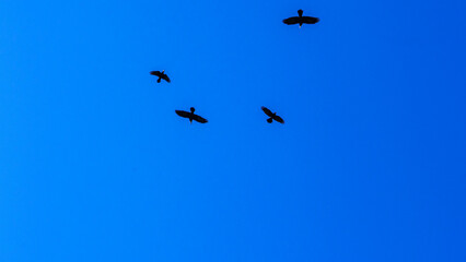 Flock of birds flying in the classic blue sky. Abstract background. Space for text.
