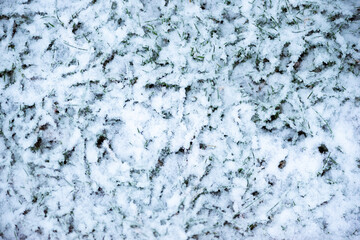 Snow on grass.