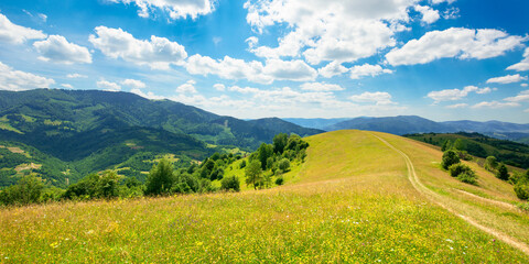 path through the meadow in mountains. sunny summer landscape of carpathian countryside. white...