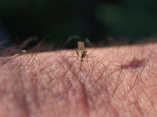 A small mosquito sucks blood from a person.