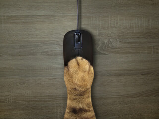 The beige cat paw is lying on a black wired computer mouse on the desk. Top view. Wooden background.