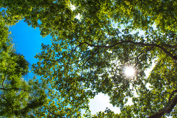sun shining through treetops in summer Beautiful sun shining through fresh and green leaves at noon