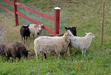 Summer landscape. Sheep in pasture