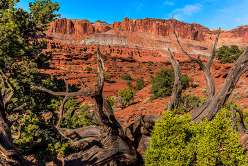 Rock strata in Capital Reef national park with dead tree foreground interest in springtime