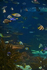 Fototapeta na wymiar Ripley's Aquarium of the Smokies in Gatlinburg with a big tanks with fish