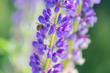 Honey bee collecting nectar and pollen from wild lupine flower
