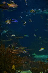 Fototapeta na wymiar Ripley's Aquarium of the Smokies in Gatlinburg with a big tanks with fish