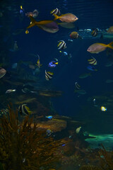 Naklejka na ściany i meble Ripley's Aquarium of the Smokies in Gatlinburg with a big tanks with fish
