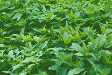 Stinging nettle leaves as background. Beautiful texture of nettle. Copy space. Can use as banner. A bunch of common nettles in the ground.