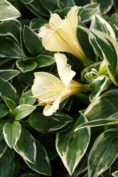 Vertical closeup of the pale yellow flowers and white-variegated leaves (foliage) of Colorita Fabiana Peruvian lily (Alstroemeria 'Zaprifabi')