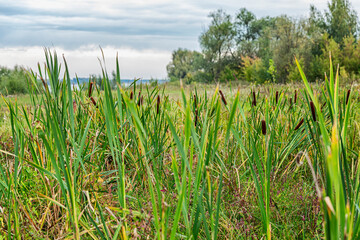 Thickets of reeds on the river. Beautiful Russian nature.