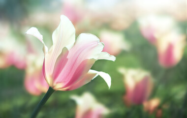 Fototapeta na wymiar Tulip flower bloom on background of blurry tulips in tulips garden. Spring flowers Tulips.