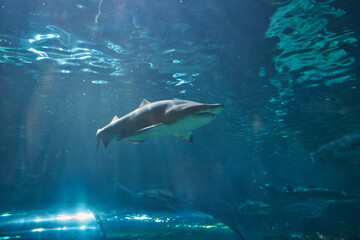 Shark in Ripley's Aquarium of the Smokies in Gatlinburg with a big tanks with fish