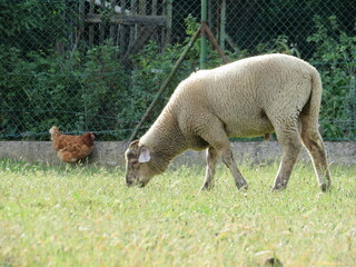 Obraz na płótnie Canvas sheep domestic animal wool milk beautiful grass meat