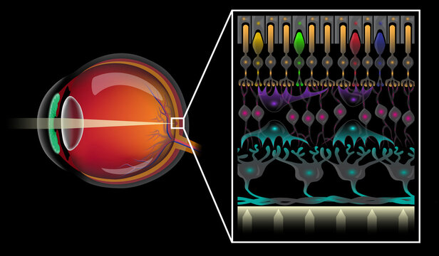 Eye structure and the different layers of retinal cells