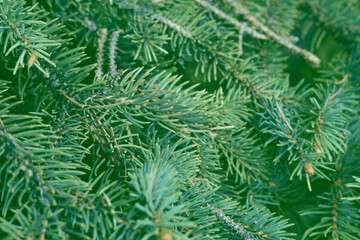 Fototapeta na wymiar Fir branches blue spruce. Close up. Branches of blue spruce. Winter nature. Spruce needles. Fluffy Christmas tree. Blue spruce.