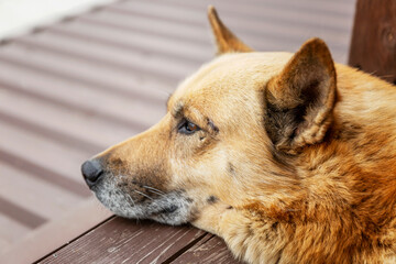 The dog lies and looks into the distance. Love and tenderness. Close-up.