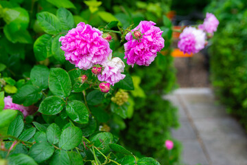 Charming garden with orange chairs and beautiful flowers