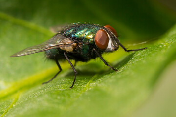 The common green bottle fly (Lucilia sericata)