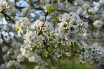 Obraz premium apple tree blossom
