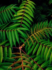 nice tropical leaves © Mikoaj